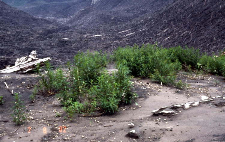 Mt St Helens area 6/28/82