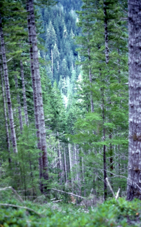 Thinning by cable system 60 yr old Doug fir Forks Washington