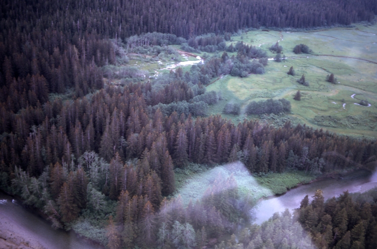 Young Sitka Spruce & Red Alder Lisianski River 6/24/73