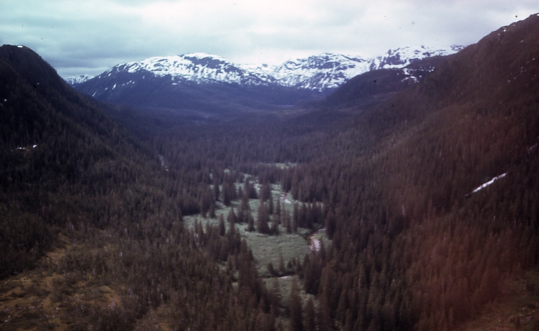 View down Steelhead Creek Sitka alder in flat 6/26/73; Lisianski inlet
