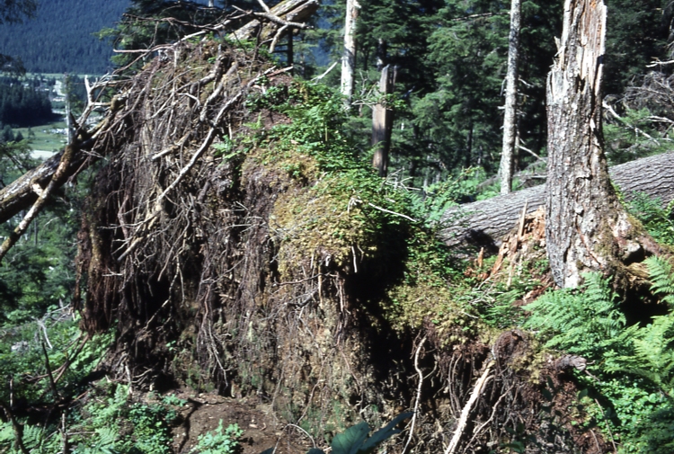 Shallow rooting
