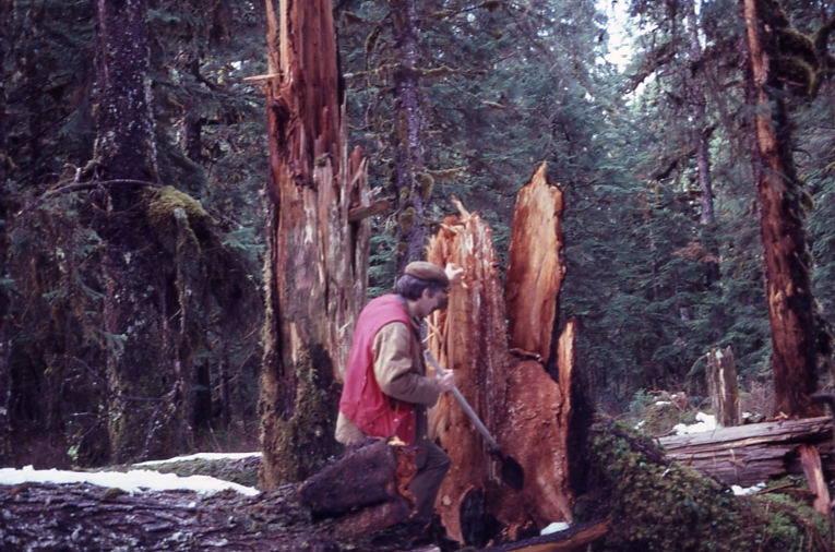 Man inspecting base of blowdown tree