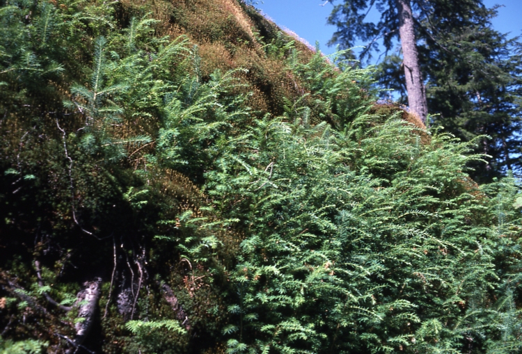 Down tree root with seedlings