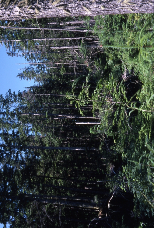 Down tree seedlings in gap