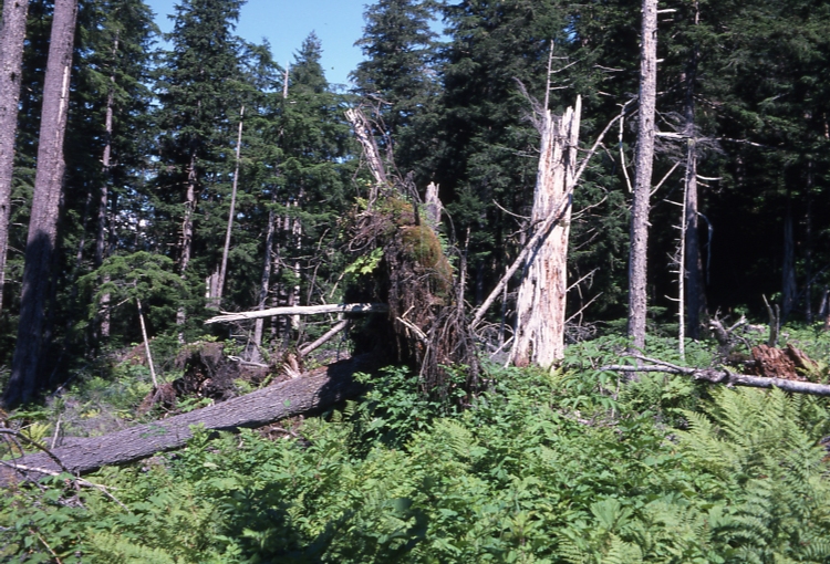 Down tree in opening