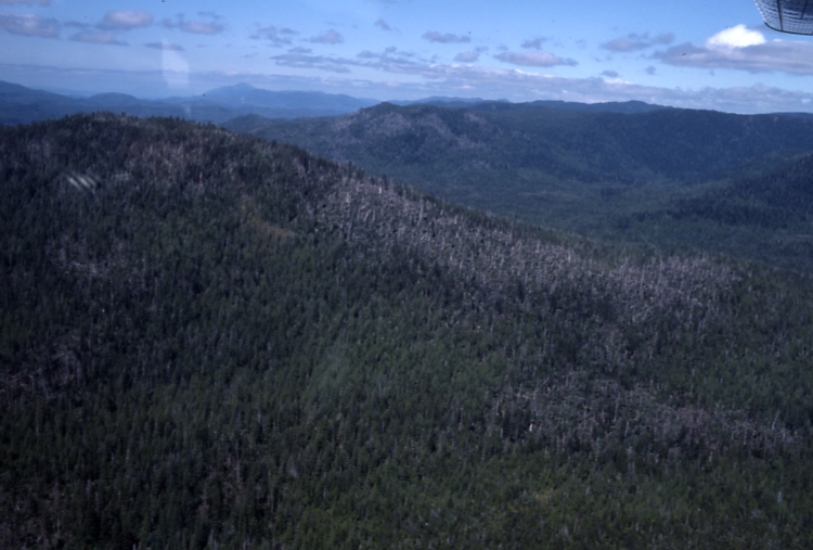 Blowdown near Hydaburg 6/11/77