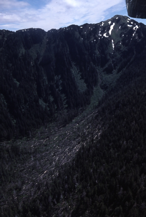 Blowdown near Hydaburg 6/11/77