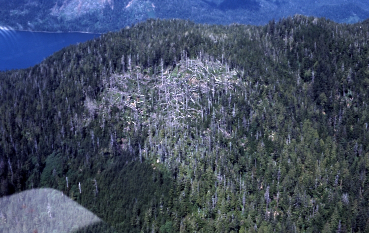 Blowdown near Hydaburg 6/11/77