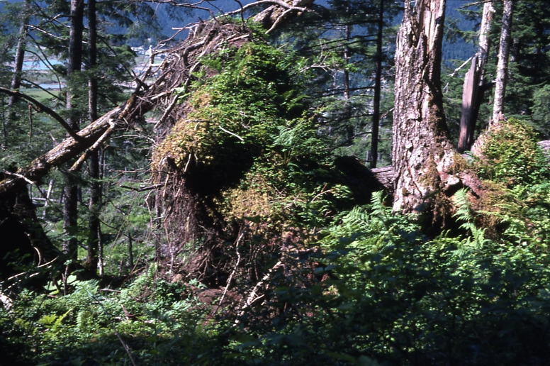 Down tree root with vegetation