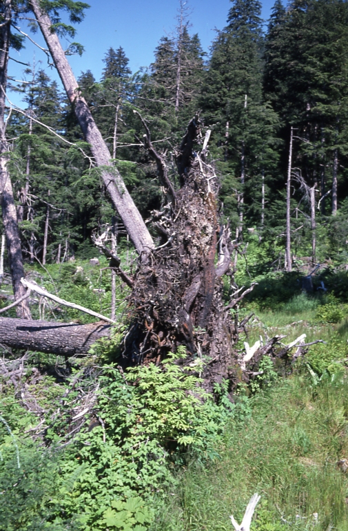Down tree in opening