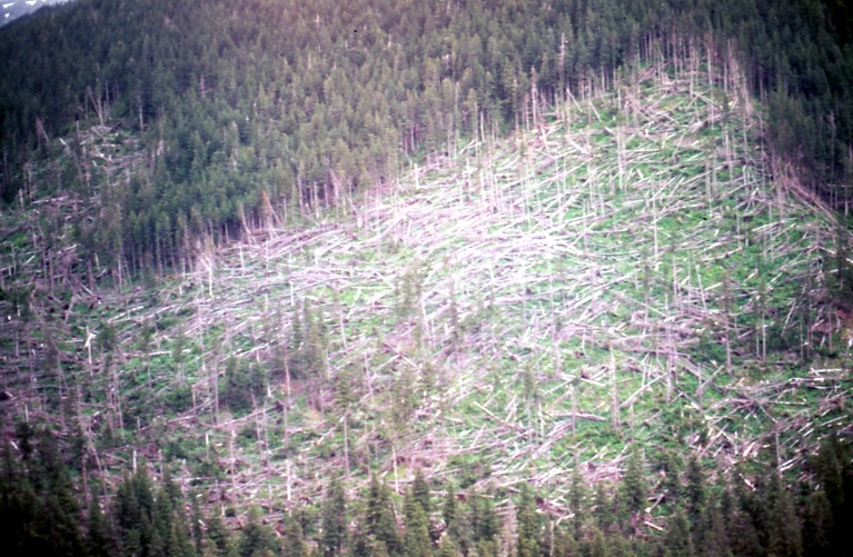 Blowdown Chichagof Is 1979 Blowdown Chichagof Is 1979