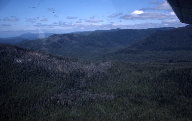Blowdown near Hydaburg 6/11/77