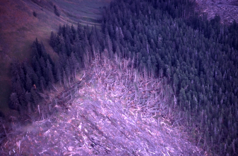 Harvested area with windthrow