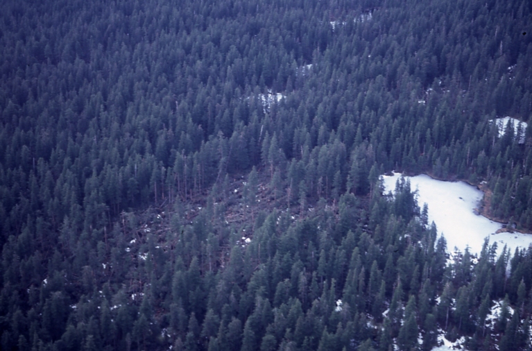 Down trees with forest