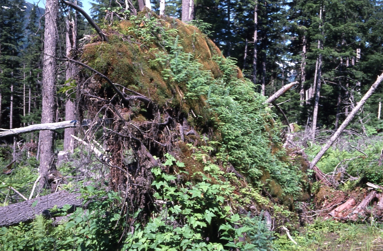 Down tree root with vegetation