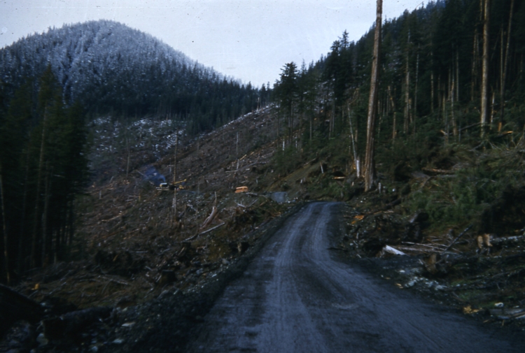 Windthrow along spur 120 in 3 mile leave strip Oct 23 56