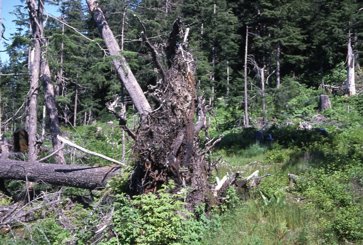 Down tree in opening