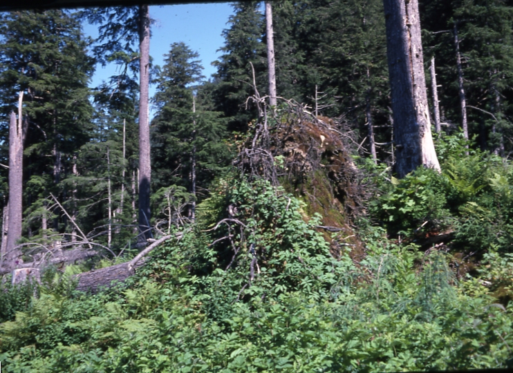 Down tree root with vegetation