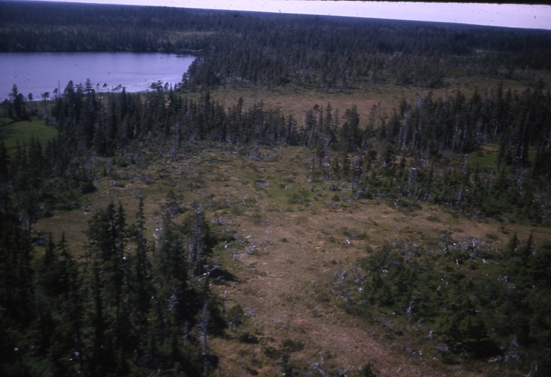 Yakutat Lodgepole pine in Muskeg
