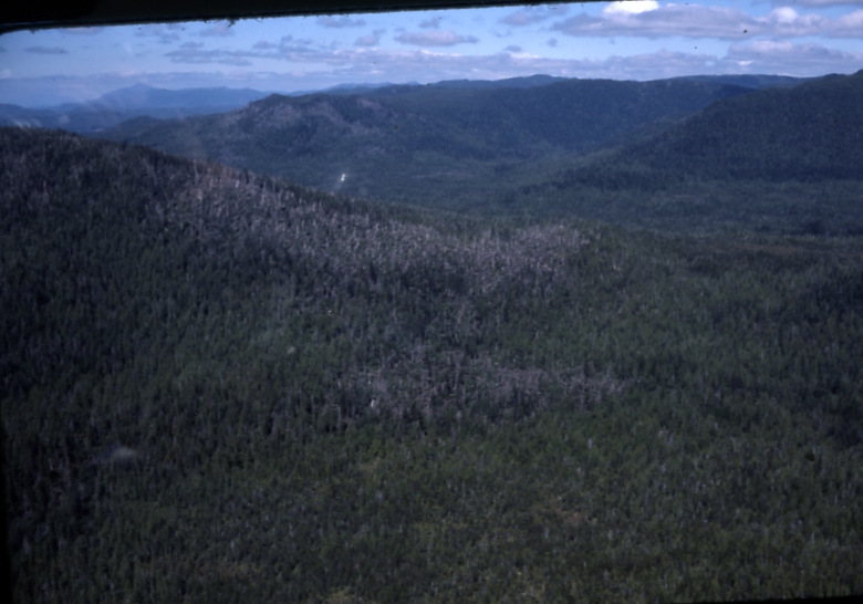 Blowdown near Hydaburg 6/11/77
