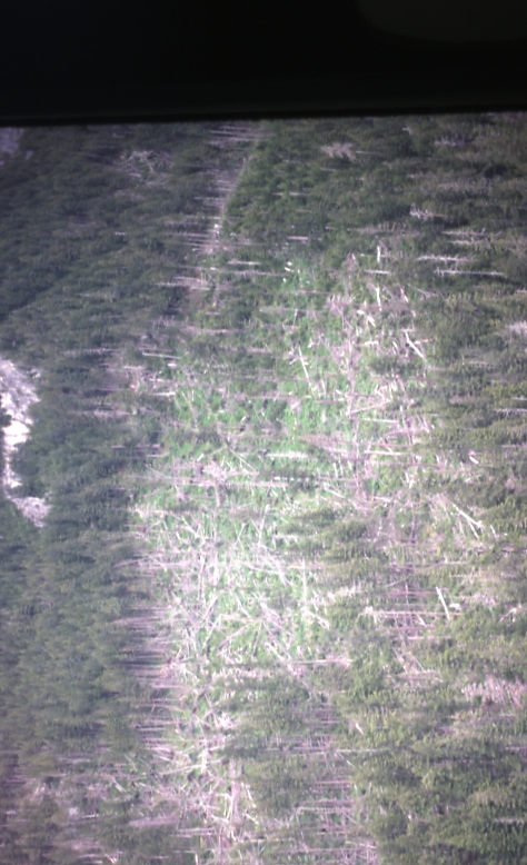 Blowdown Chichagof Is 1979 Blowdown Chichagof Is 1979