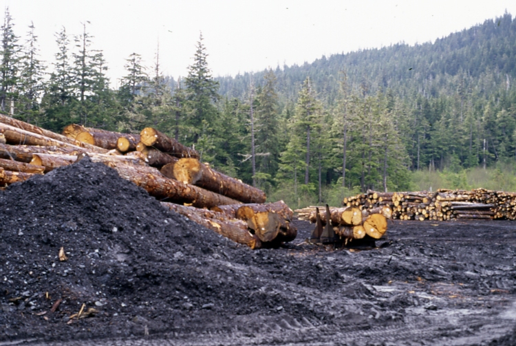 Timber yard at Portage Bay
