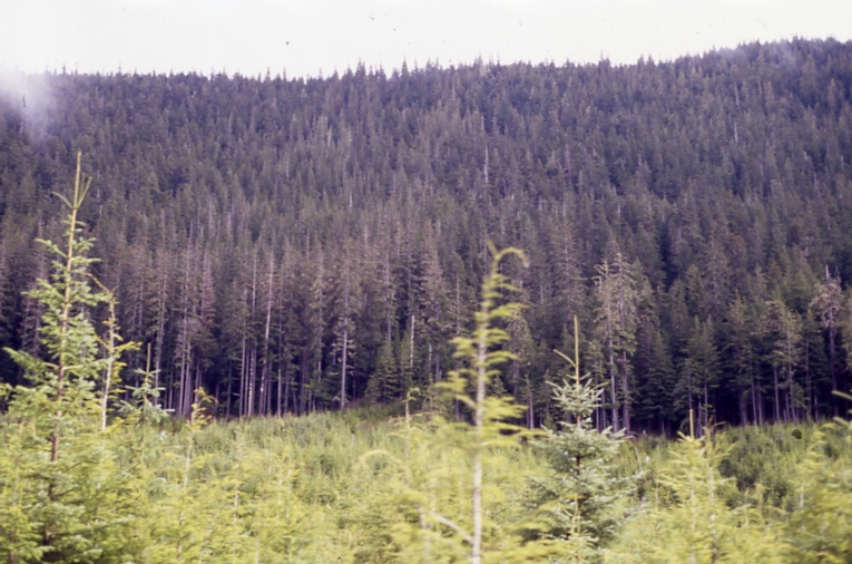 Alternatives to Clearcutting (ATC) unit 2 from road @ Portage; portage bay