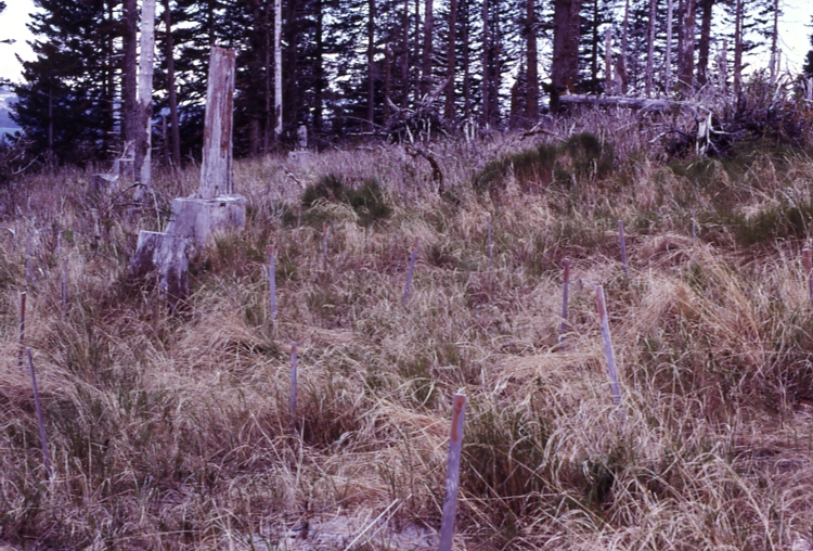 Scariff Study Sect 2-b 6/ 8/77