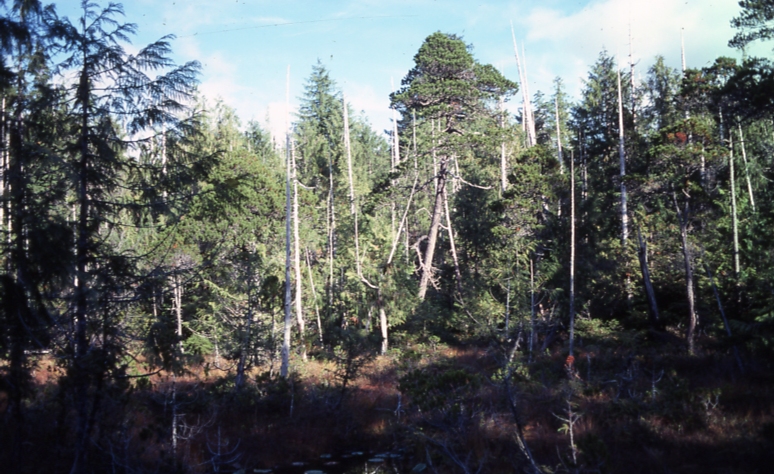 Cedar Pine Scrub between Sewell Inlet and Tasu sound 10/8/76