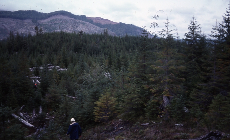 QCI 10/5/76 western hemlock plantation near Port Clements
