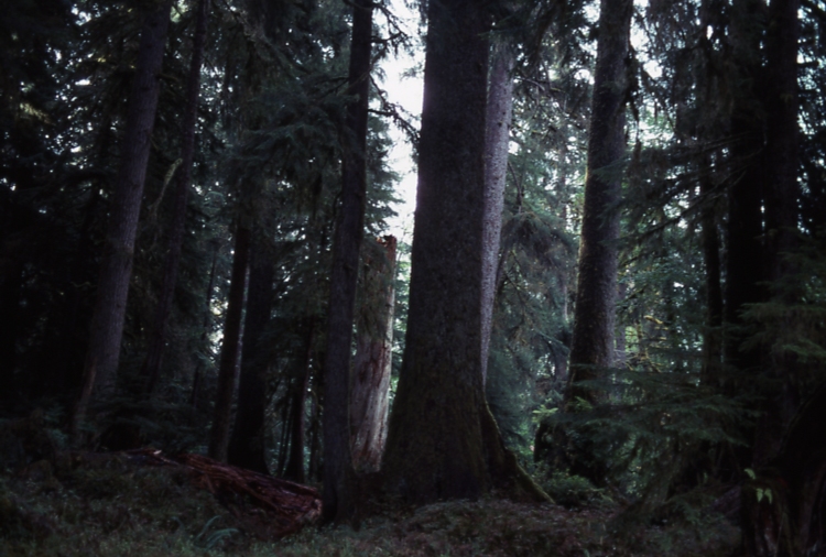 QCI spruce on Yakoun river