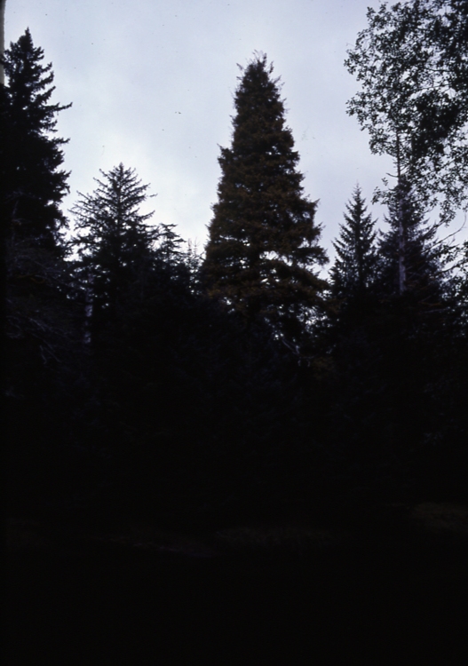 QCI golden spruce on Yacoun river near port Clemons 10/5/76