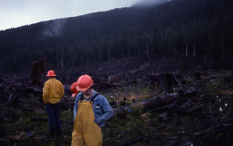 QCI 10/5/76 Sitka Spruce provenance trial Bonanza creek