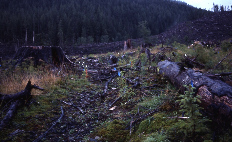 QCI 10/6/76 Sitka Spruce provenance trial Bonanza creek Rennell Sound