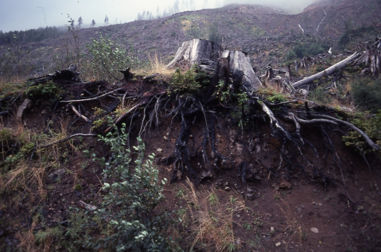 QCI 10/6/76 Rennell Sound QCI Deep rooting of Sitka spruce