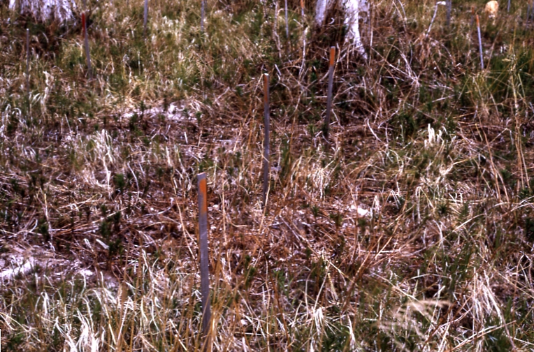 Afognak 6/9/73 Scariff plots section 1 ash exposed fertilized