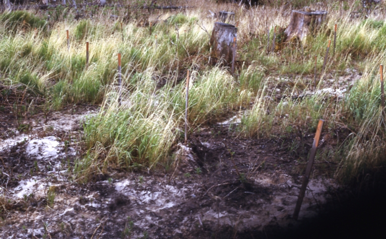Afognak 6/9/73 Scariff plots section 1 ash exposed no fertilizer