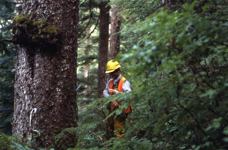 Looking at tree core
