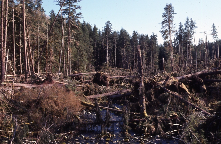 Chuck Cr Heceta Is result of Nov 74 windstorm May 79