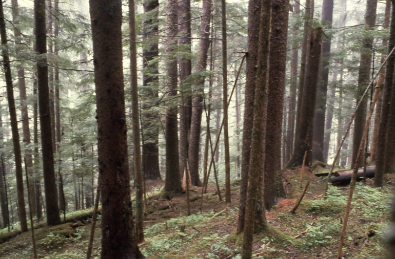 Next to site transect Mitkof Is 600' level 5/81