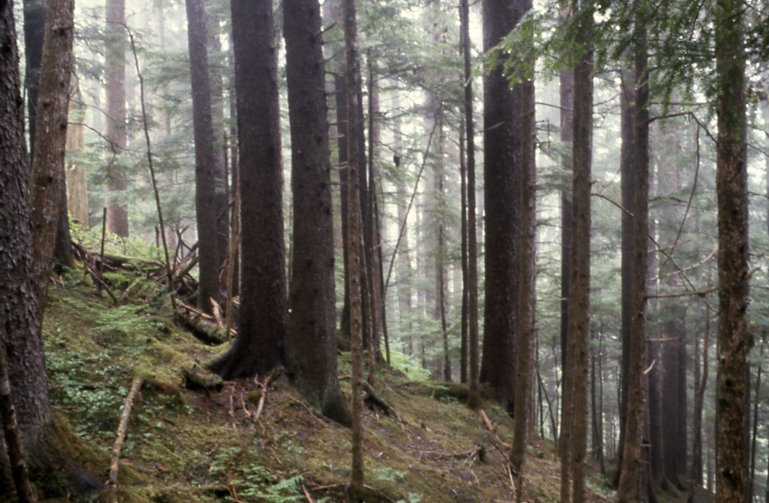 next to Site transect at 600' Mitkof Is