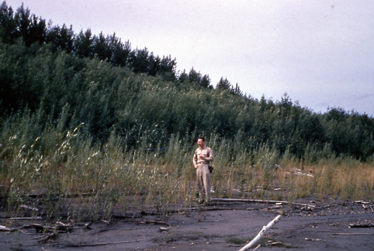 Willow reprod along Yukon river plant succession from water to poplar in background
