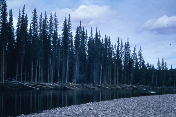 White spruce along the charley river