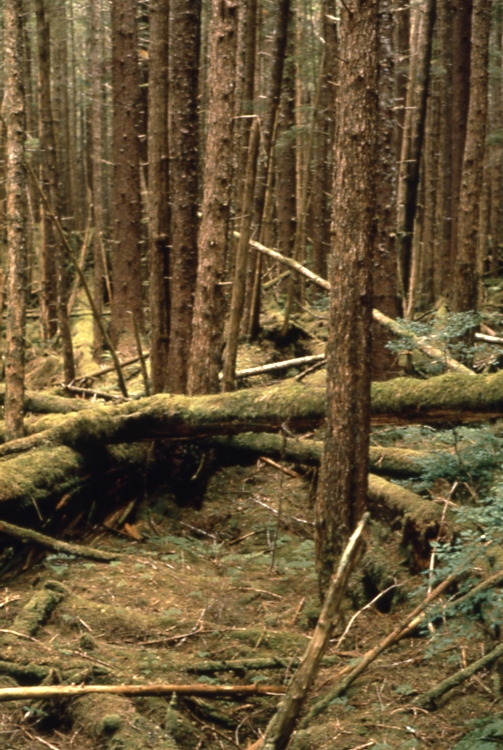 75 year old stand Kosi Island