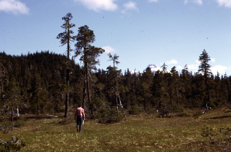 Muskeg on Spaulding trail Muskeg on Spaulding trail
