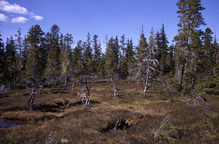 Muskeg near Hoonah