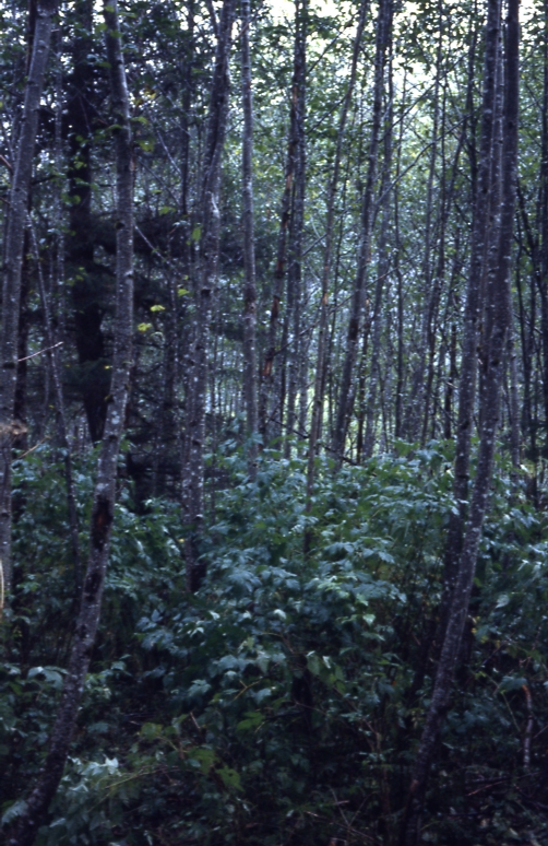Salmonberry under alder nakwasina 1981