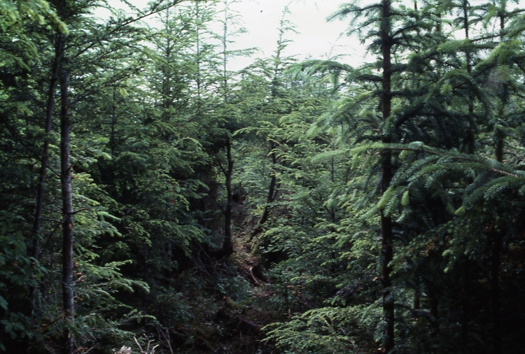 Plot 245 1-4; Totem bay