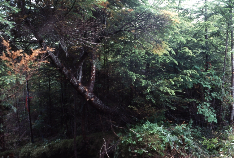 Plot 245 1-45 deg; Totem bay