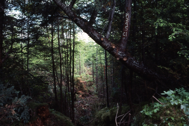 P)lot 245 1-2; Totem bay